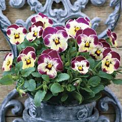 بنفشه پنسی دورگه